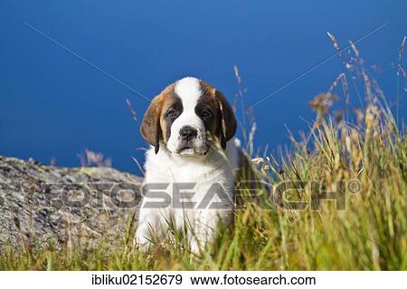 St. Bernard puppy of the Barry Foundation sitting in the grass, Great St. Bernard Pass, Valais, Switzerland, Europe View Large Photo Image Stock Photo - St. Bernard puppy of the Barry Foundation sitting in the grass, Great St. Bernard Pass, Valais, Switzerland, Europe. Fotosearch