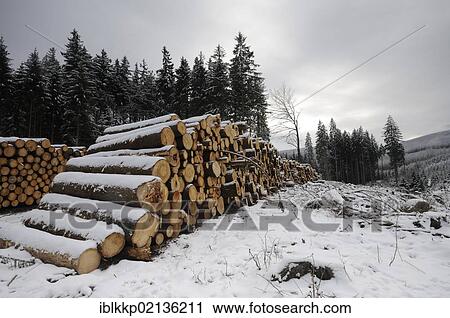 Stock Image - Stack of logs in the Harz, Saxony-Anhalt, Germany, Europe. Fotosearch