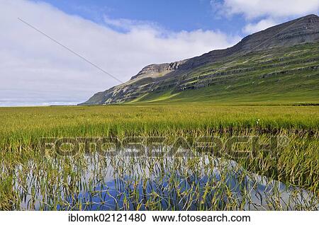 Standing water, Bardsvik bay, east coast of Hornstrandir, Westfjords, Iceland, Europe View Large Photo Image Stock Image - Standing water, Bardsvik bay, east coast of Hornstrandir, Westfjords, Iceland, Europe. Fotosearch