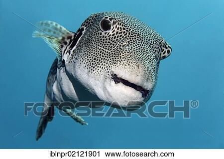 Stock Image - Starry Toadfish (Arothron stellatus) swimming in blue water, Great Barrier Reef, UNESCO World Heritage Site, Cairns, Queensland, Australia, Pacific, Oceania. Fotosearch