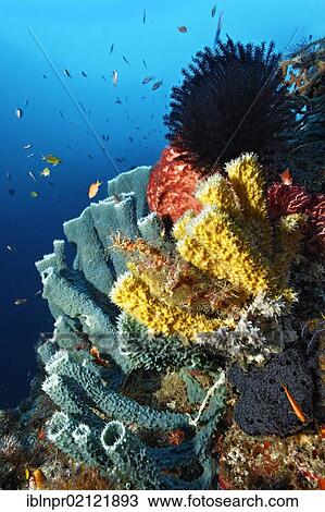 Stock Image - Steep coral reef wall with different sponges and feather star, Great Barrier Reef, UNESCO World Heritage Site, Cairns, Queensland, Australia, Pacific, Oceania. Fotosearch