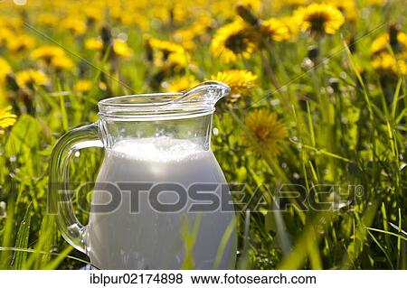 Still life, jug of milk on a lush meadow with flowering dandelions, Saxony, Germany, Europe View Large Photo Image Stock Photo - Still life, jug of milk on a lush meadow with flowering dandelions, Saxony, Germany, Europe. Fotosearch