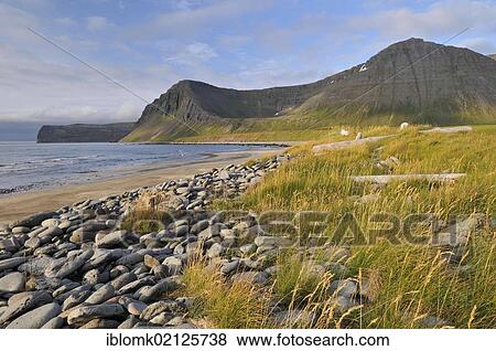 Stock Photo - Stones and driftwood on the beach, Hælavík or Haelavik bay, Hornstrandir, Westfjords, Iceland, Europe. Fotosearch