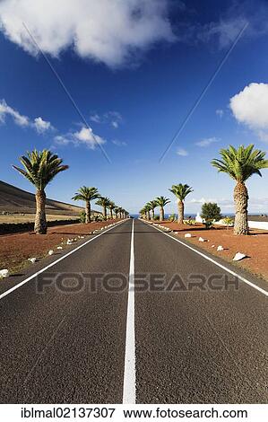 Stock Photo - Straight road lined with palm trees near Uga, Lanzarote, Canary Islands, Spain, Europe. Fotosearch