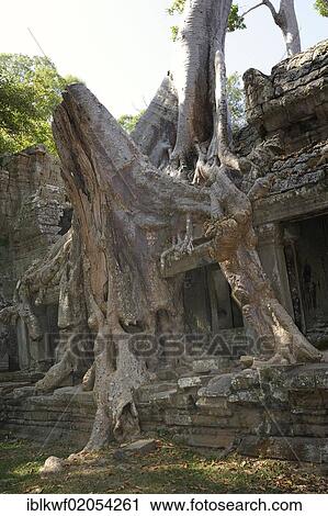 Strangler Fig tree (Ficus sp. ) enveloping part of the Ta Prohm temple with its aerial roots, in the archaeological Angkor temple complex, Siam Reap, Cambodia, Southeast Asia, Asia View Large Photo Image Stock Image - Strangler Fig tree (Ficus sp. ) enveloping part of the Ta Prohm temple with its aerial roots, in the archaeological Angkor temple complex, Siam Reap, Cambodia, Southeast Asia, Asia. Fotosearch