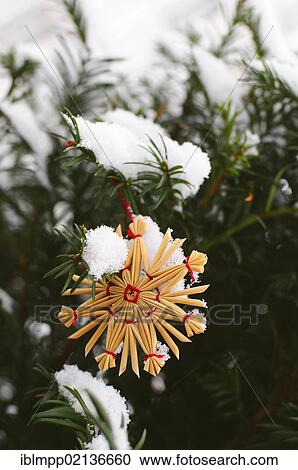 Straw star in the snow View Large Photo Image Stock Image - Straw star in the snow. Fotosearch
