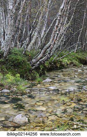 Stream in the forest near Straumbu, Rondane National Park, Norway, Scandinavia, Europe View Large Photo Image Stock Photograph - Stream in the forest near Straumbu, Rondane National Park, Norway, Scandinavia, Europe. Fotosearch
