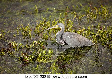 Striated Heron (Butorides striata) in the Everglades National Park in Florida, USA, North America View Large Photo Image Stock Photo - Striated Heron (Butorides striata) in the Everglades National Park in Florida, USA, North America. Fotosearch