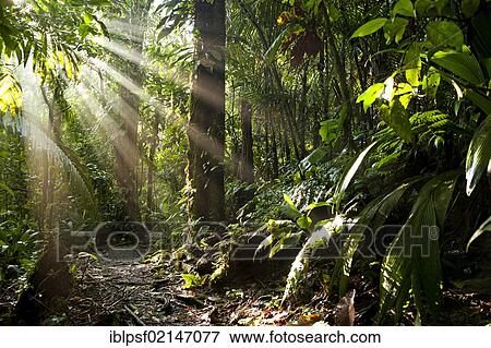 Sun rays in the dense jungle of the Braulio Carrillo National Park, Costa Rica, Central America, North America View Large Photo Image Stock Photo - Sun rays in the dense jungle of the Braulio Carrillo National Park, Costa Rica, Central America, North America. Fotosearch