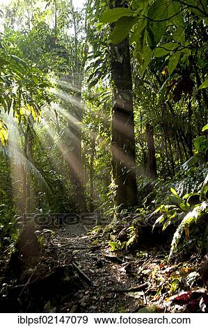 Sun rays in the dense jungle of the Braulio Carrillo National Park, Costa Rica, Central America, North America View Large Photo Image Stock Photo - Sun rays in the dense jungle of the Braulio Carrillo National Park, Costa Rica, Central America, North America. Fotosearch