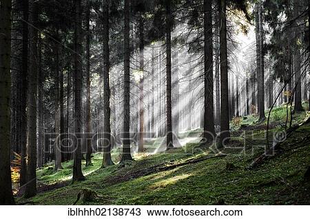 Sun rays in the forest, Gehlberg, Thuringian Forest, Thuringia, Germany, Europe View Large Photo Image Stock Image - Sun rays in the forest, Gehlberg, Thuringian Forest, Thuringia, Germany, Europe. Fotosearch