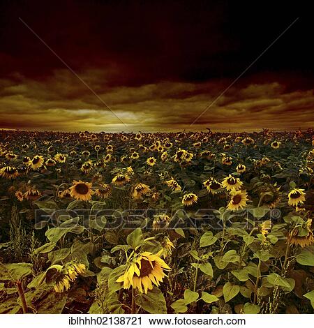 Sunflower field (Helianthus annuus), gloomy sky, Erfurt, Thuringia, Germany, Europe View Large Photo Image Stock Image - Sunflower field (Helianthus annuus), gloomy sky, Erfurt, Thuringia, Germany, Europe. Fotosearch