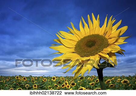 Stock Image - Sunflowers (Helianthus annuus), Erfurt, Thuringia, Germany, Europe. Fotosearch