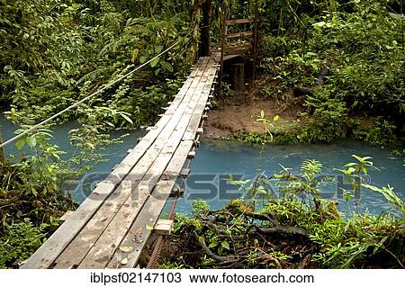 Suspension bridge over the blue waters of the Rio Celeste in Volcán Tenorio National Park, Costa Rica, Central America, North America View Large Photo Image Stock Image - Suspension bridge over the blue waters of the Rio Celeste in Volcán Tenorio National Park, Costa Rica, Central America, North America. Fotosearch
