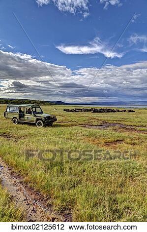 SUV in front of a large group of African Buffaloes (Syncerus caffer) at Lake Nakuru, Lake Nakuru National Park, Kenya, East Africa, Africa, PublicGround, Africa View Large Photo Image Stock Image - SUV in front of a large group of African Buffaloes (Syncerus caffer) at Lake Nakuru, Lake Nakuru National Park, Kenya, East Africa, Africa, PublicGround, Africa. Fotosearch