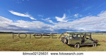 SUV in front of a large group of African Buffaloes (Syncerus caffer) at Lake Nakuru, Lake Nakuru National Park, Kenya, East Africa, Africa, PublicGround, Africa View Large Photo Image Stock Image - SUV in front of a large group of African Buffaloes (Syncerus caffer) at Lake Nakuru, Lake Nakuru National Park, Kenya, East Africa, Africa, PublicGround, Africa. Fotosearch