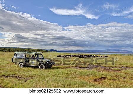 SUV in front of a large group of African Buffaloes (Syncerus caffer) at Lake Nakuru, Lake Nakuru National Park, Kenya, East Africa, Africa, PublicGround, Africa View Large Photo Image Stock Image - SUV in front of a large group of African Buffaloes (Syncerus caffer) at Lake Nakuru, Lake Nakuru National Park, Kenya, East Africa, Africa, PublicGround, Africa. Fotosearch