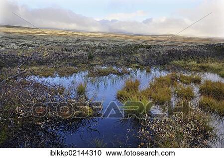 Stock Image - Swampy fjell landscape in autumn, Ringebufjellet, Norway, Europe. Fotosearch