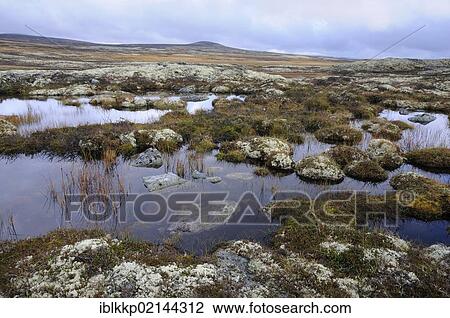 Swampy fjell landscape in autumn, Ringebufjellet, Norway, Europe View Large Photo Image Stock Image - Swampy fjell landscape in autumn, Ringebufjellet, Norway, Europe. Fotosearch