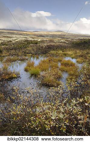 Stock Photo - Swampy fjell landscape in autumn, Ringebufjellet, Norway, Europe. Fotosearch