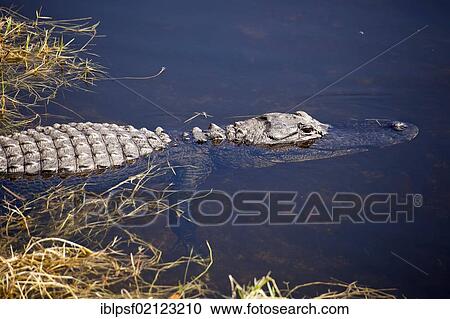 Swimming American Alligator (Alligator mississippiensis) in the Everglades National Park in Florida, USA, North America View Large Photo Image Stock Image - Swimming American Alligator (Alligator mississippiensis) in the Everglades National Park in Florida, USA, North America. Fotosearch