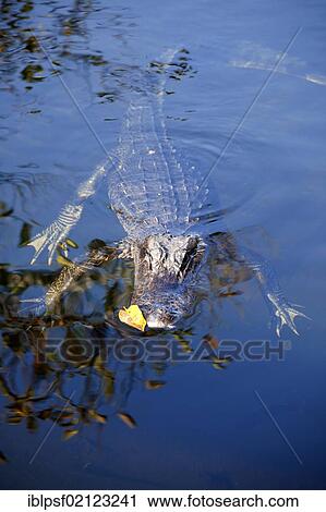 Swimming American Alligator (Alligator mississippiensis) in the Everglades National Park in Florida, USA, North America View Large Photo Image Stock Image - Swimming American Alligator (Alligator mississippiensis) in the Everglades National Park in Florida, USA, North America. Fotosearch