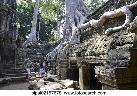 Ta Prohm temple complex, strangler fig (Ficus sp. ), Angkor, Siem Reap, Cambodia, Southeast Asia, Asia View Large Photo Image Stock Photo - Ta Prohm temple complex, strangler fig (Ficus sp. ), Angkor, Siem Reap, Cambodia, Southeast Asia, Asia. Fotosearch