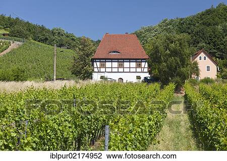 Talkenberger Hof inn with vineyard, Coswig, Saxon Elbe Region, Saxony, Germany, Europe View Large Photo Image Stock Image - Talkenberger Hof inn with vineyard, Coswig, Saxon Elbe Region, Saxony, Germany, Europe. Fotosearch