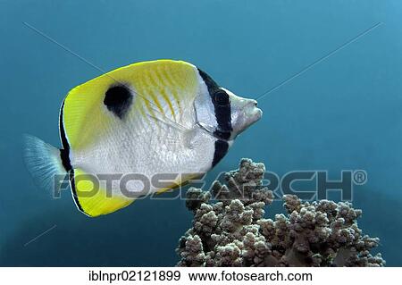 Stock Photo - Teardrop Butterflyfish (Chaetodon unimaculatus) swimming above coral reef, Great Barrier Reef, UNESCO World Heritage Site, Cairns, Queensland, Australia, Pacific, Oceania. Fotosearch