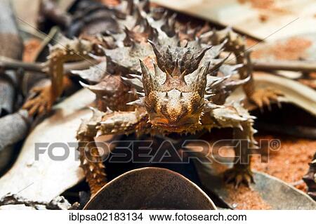 Picture - Thorny devil, thorny lizard (Moloch horridus), Northern Territory, Australia, Oceania. Fotosearch