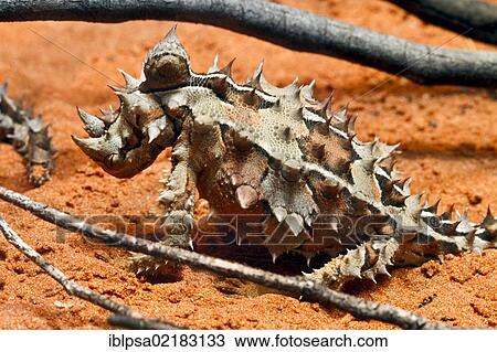 Stock Image - Thorny devil, thorny lizard (Moloch horridus), Northern Territory, Australia, Oceania. Fotosearch