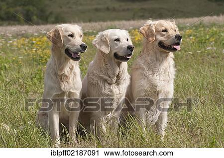 Three Golden Retrievers sitting in a meadow View Large Photo Image Stock Image - Three Golden Retrievers sitting in a meadow. Fotosearch