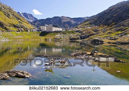 Stock Image - Three St. Bernard dogs of the Fondation Barry playing in the lake, Great St. Bernard Pass, Valais, Switzerland, Europe. Fotosearch