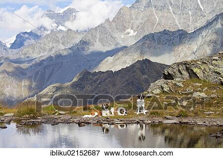 Three St. Bernard dogs of the Fondation Barry at a mountain lake, Great St. Bernard Pass, Valais, Switzerland, Europe View Large Photo Image Stock Photo - Three St. Bernard dogs of the Fondation Barry at a mountain lake, Great St. Bernard Pass, Valais, Switzerland, Europe. Fotosearch