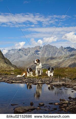 Stock Photograph - Three St. Bernard dogs of the Fondation Barry at a mountain lake, Great St. Bernard Pass, Valais, Switzerland, Europe. Fotosearch