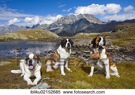 Three St. Bernard dogs of the Fondation Barry, one with a barrel, Great St. Bernard Pass, Valais, Switzerland, Europe View Large Photo Image Stock Photography - Three St. Bernard dogs of the Fondation Barry, one with a barrel, Great St. Bernard Pass, Valais, Switzerland, Europe. Fotosearch