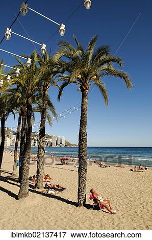 Stock Photo - Tourists sunbathing on the beach of Playa Levante, Benidorm, Spain, Europe. Fotosearch
