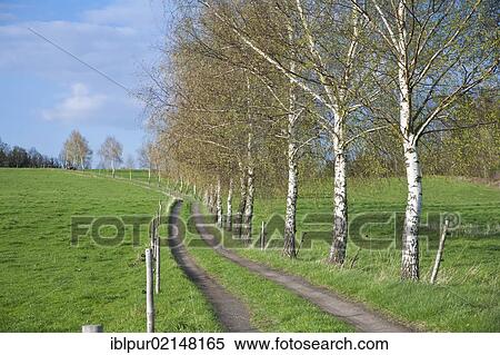 Stock Photography - Track lined with birch trees in Gossdorf, Elbe Sandstone Mountains, Saxon Switzerland, Saxony, Germany, Europe. Fotosearch