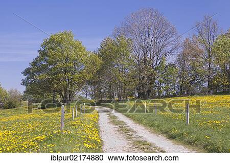Trail between willow trees and flowering dandelion, Saxony, Germany, Europe View Large Photo Image Stock Image - Trail between willow trees and flowering dandelion, Saxony, Germany, Europe. Fotosearch