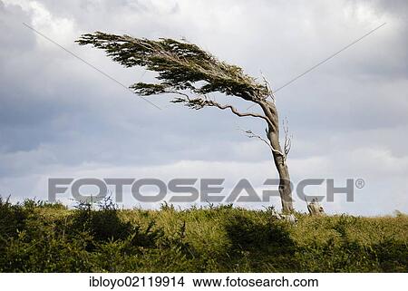 Picture - Tree shaped by the permanent and strong winds, Tierra del Fuego, Fireland, near Ushuaia, South Patagonia, Argentina, South America., South America. Fotosearch