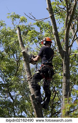 Stock Image - Tree surgeon working high in a tree with a chainsaw, felling tree, Hampshire, England, United Kingdom, Europe. Fotosearch