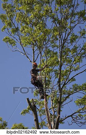 Tree surgeon working high in a tree with a chainsaw felling tree, Hampshire, England, United Kingdom, Europe View Large Photo Image Stock Image - Tree surgeon working high in a tree with a chainsaw felling tree, Hampshire, England, United Kingdom, Europe. Fotosearch