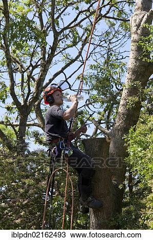 Tree surgeon working high in a tree with a chainsaw felling tree takes a drink from a water bottle, Hampshire, England, United Kingdom, Europe View Large Photo Image Stock Image - Tree surgeon working high in a tree with a chainsaw felling tree takes a drink from a water bottle, Hampshire, England, United Kingdom, Europe. Fotosearch