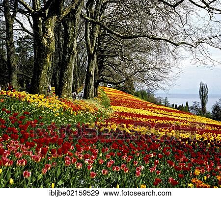 Tulip fields in spring, park on the Flower Island of Mainau on Lake Constance, Baden-Wuerttemberg, Germany, Europe View Large Photo Image Stock Photo - Tulip fields in spring, park on the Flower Island of Mainau on Lake Constance, Baden-Wuerttemberg, Germany, Europe. Fotosearch