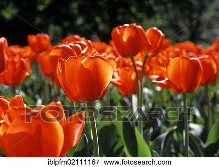 Stock Photo - Tulips (Tulipa) Triumph Tulpe Orange Wonder. Fotosearch
