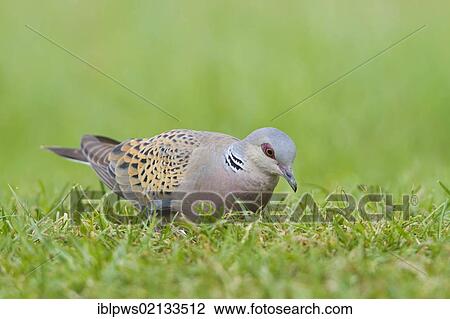 Stock Image - Turtle dove (Streptopelia turtur), in grass, south-east England, United Kingdom, Europe. Fotosearch