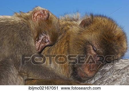 Stock Image - Two Barbary macaques (Macaca sylvanus), sleeping, snuggled up, Gibraltar, British overseas territory, Iberian Peninsula, Europe. Fotosearch