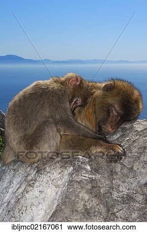 Stock Image - Two Barbary macaques (Macaca sylvanus), sleeping, snuggled up, Gibraltar, British overseas territory, Iberian Peninsula, Europe. Fotosearch