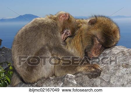 Two Barbary macaques (Macaca sylvanus), sleeping, snuggled up, Gibraltar, British overseas territory, Iberian Peninsula, Europe View Large Photo Image Stock Photo - Two Barbary macaques (Macaca sylvanus), sleeping, snuggled up, Gibraltar, British overseas territory, Iberian Peninsula, Europe. Fotosearch