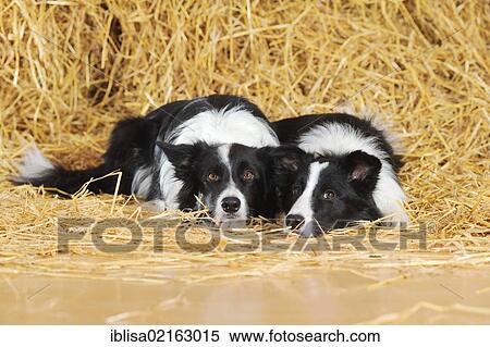 Stock Photography - Two Border Collies lying in the straw. Fotosearch